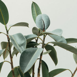 Rubber plant next to text about using pure, natural, and organic ingredients